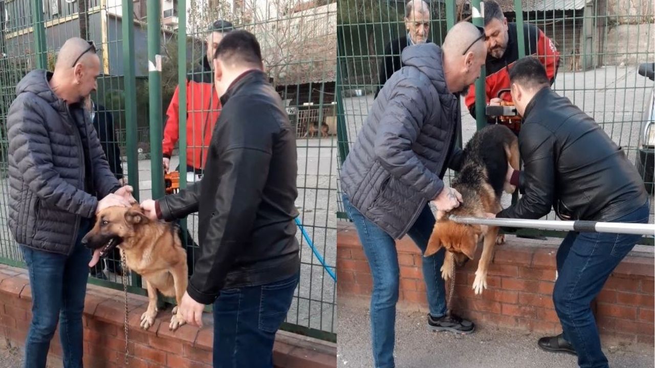 Demir Çitlere Sıkışan Köpek Kurtarıldı