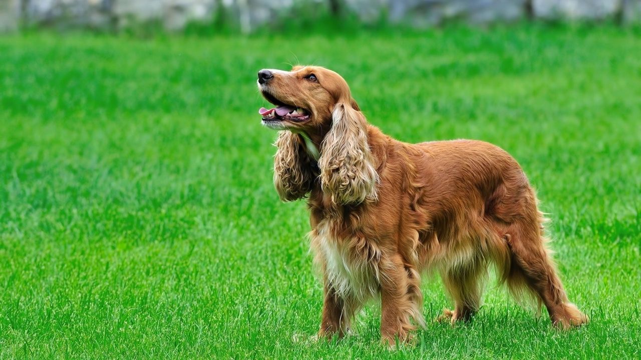 Köpeği Tüfekle Vuran Cani Gözaltında