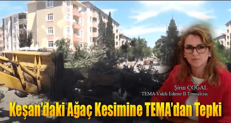 Keşan'daki Ağaç Kesimine TEMA'dan Tepki