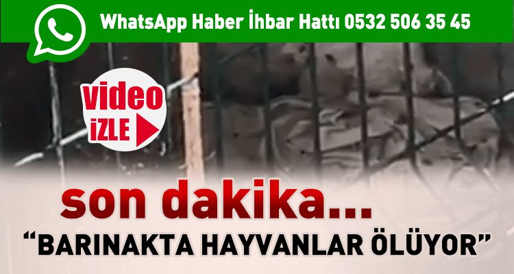 "Barınakta Hayvanlar Ölüyor"