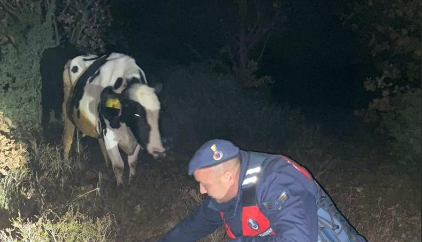 Kırklareli'nde Gebe İnek Buzağılamış Halde Bulundu