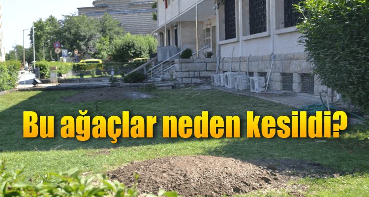 Bu Ağaçlar Neden Kesildi?