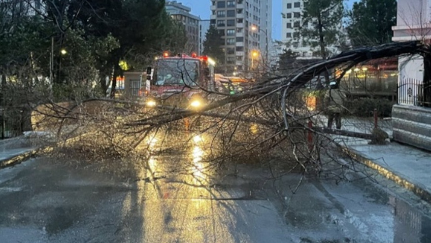 Kadıköy'de Fırtına Ağacı Yerinden Söktü