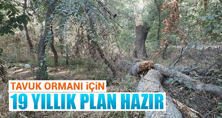 Tavuk Ormanı İçin 19 Yıllık Plan Hazır