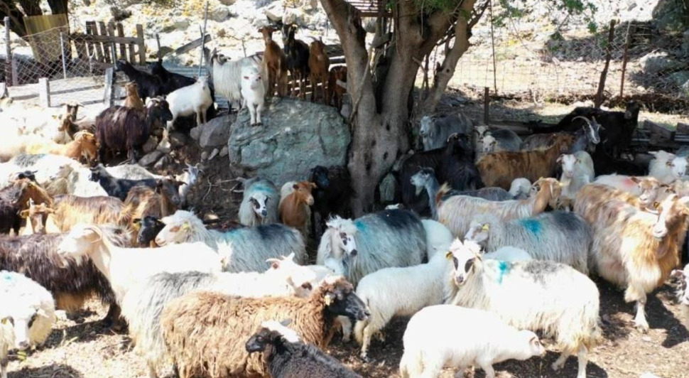 Çanakkale'den Depremzedeler İçin Et Gönderildi