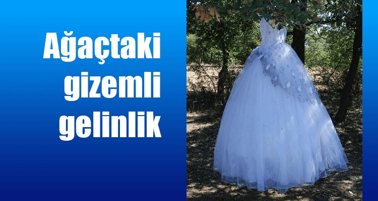 Ağaçtaki Gizemli Gelinlik