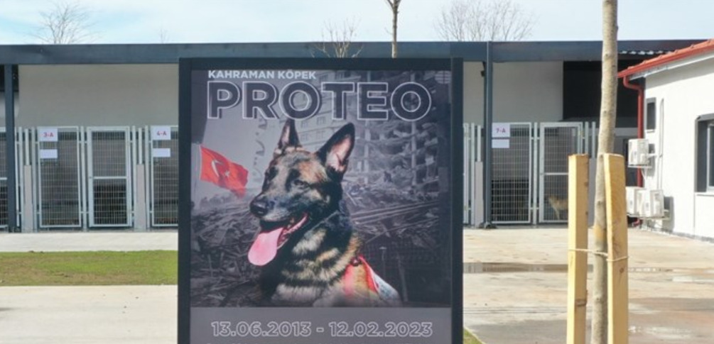 Kocaeli'de Arama Kurtarma Köpeği "Proteo"nun Adı Yaşatılacak