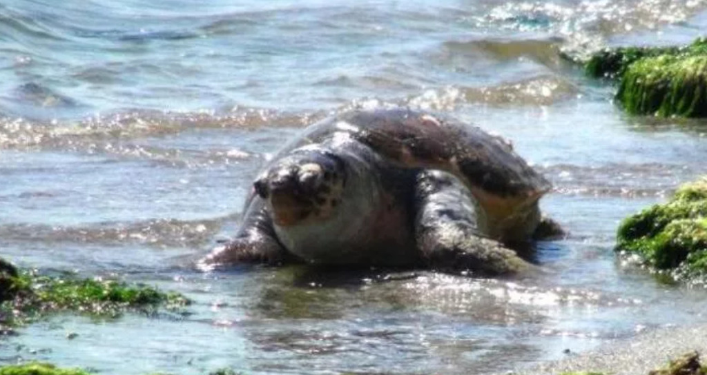 Tekirdağ'da Kurtarılan Caretta Caretta Denize Bırakıldı