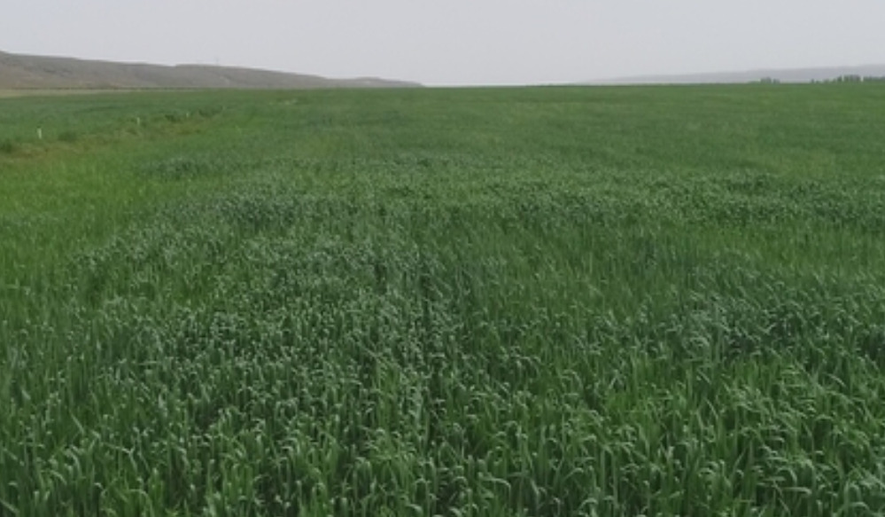 Edirne'de Buğday ve Arpa Tarlaları İncelendi