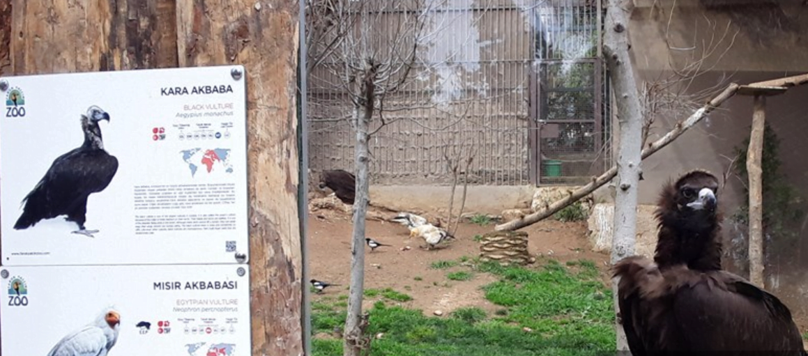 Yorgun Düşen Kara Akbabaya Özenle Bakılıyor