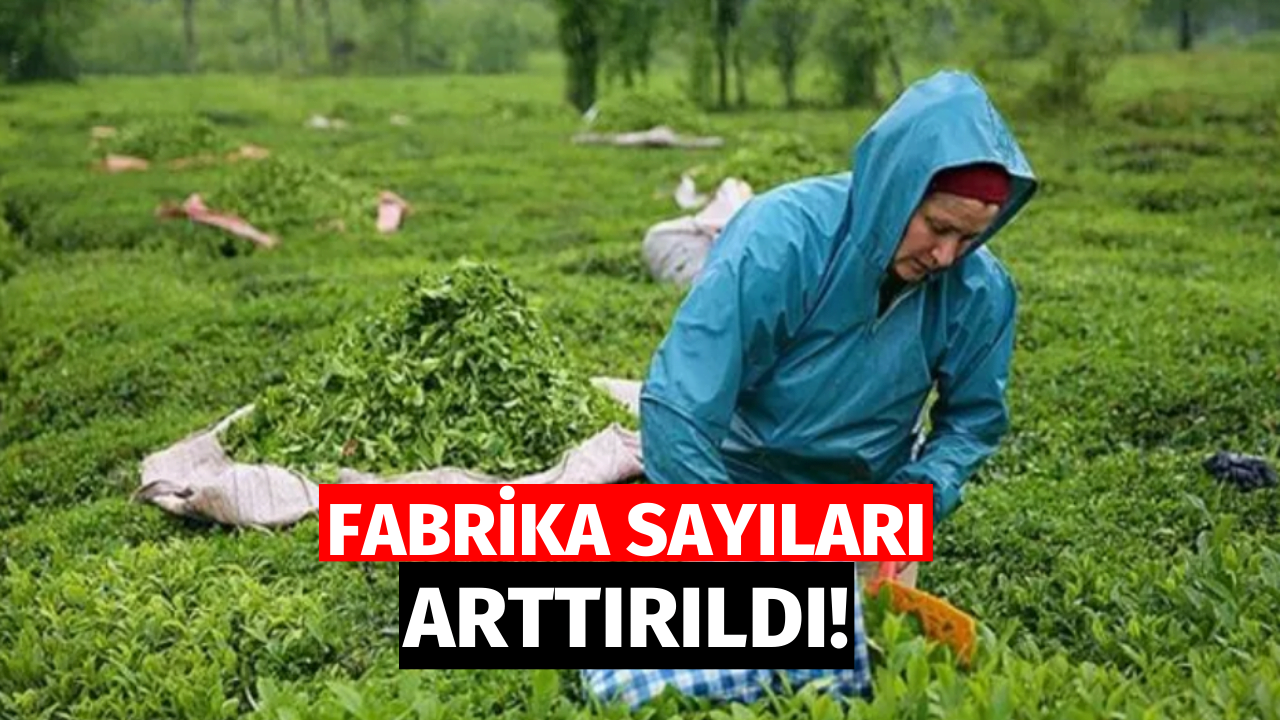 ÇAYKUR'dan Büyük Müjde! 1365 Mevsimlik İşçi Alınacak