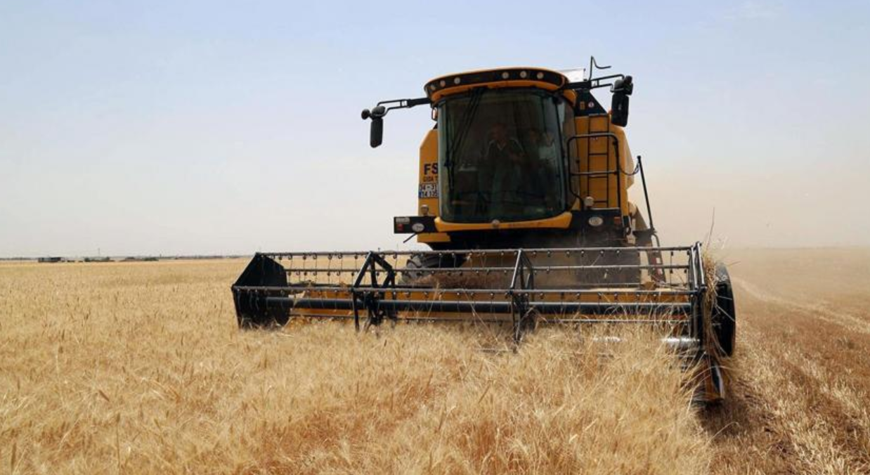 Meriç'te Tarlasına İzinsiz Buğday Ekilen Kişi Şikayetçi Oldu