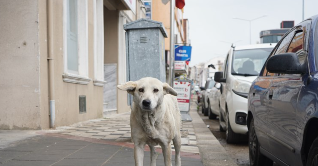 Havsa'da Birçok Sahipsiz Köpek Ortadan Kayboldu