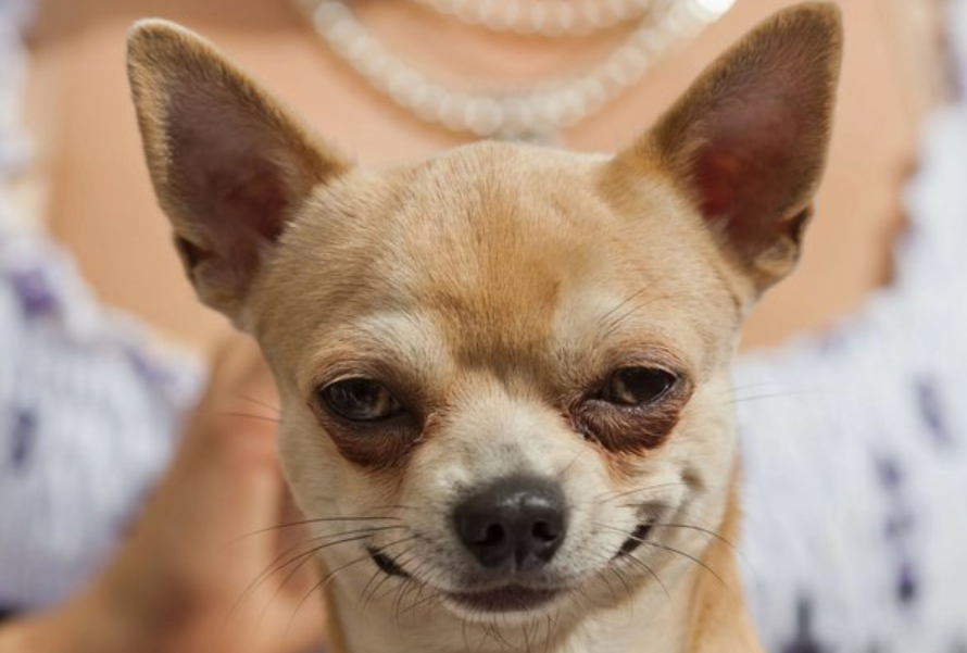 Dünyanın En Kısa Köpeği Belli Oldu! Guinness Rekorları Kitabı'na Girdi