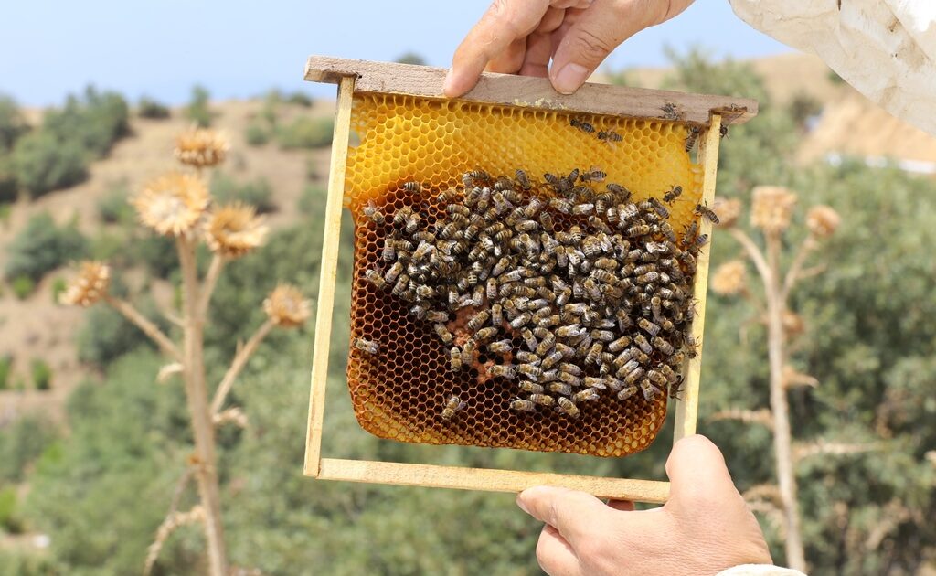 Arıcılara Beslenme Şekeri Dağıtılıyor! Bakanlık Açıkladı