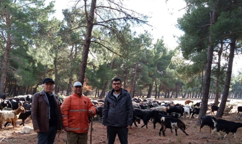 Edirne Kıl Keçisi Islahı Projesi Başlatıldı