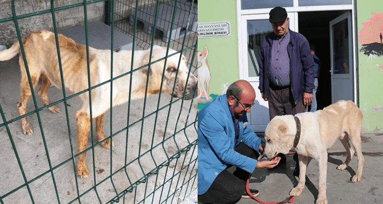 Yaralı Olarak Bulunan Sokak Köpeği Artık 200 Koyunun Bekçisi