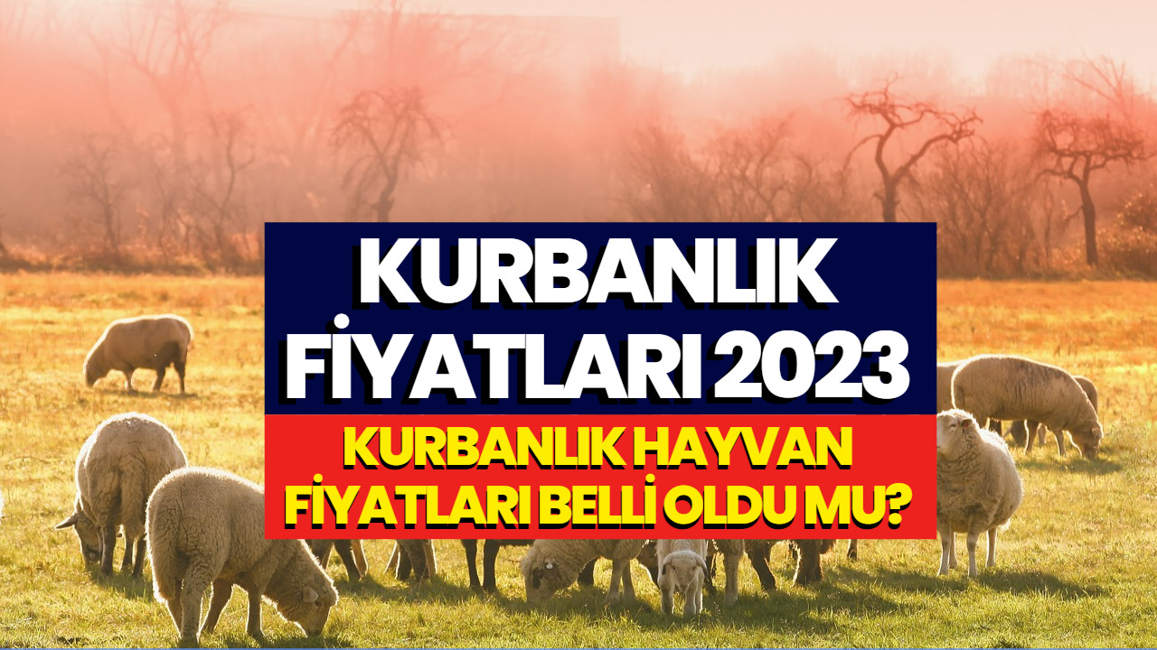 Kurbanlık Fiyatları Açıklandı Mı? 2023 Büyükbaş, Koyun, Dana Tosun Kaç TL Merak Ediliyor!