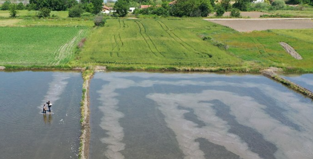 Edirne'de Üreticilerin Çeltik Mesaisi Başladı