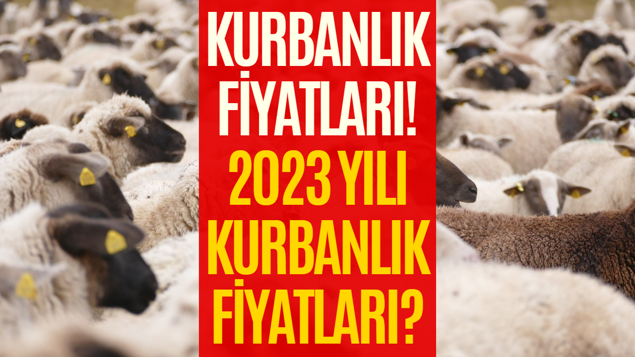 Kurbanlık Fiyatları 2023! İstanbul, Ankara, İzmir Kurbanlık Fiyatları Belli Oldu Mu Ne Kadar?