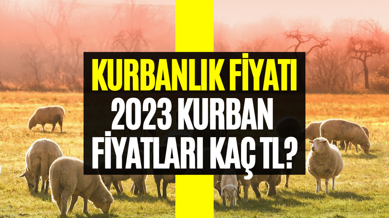 Kurbanlık Fiyatları 2023! Diyanet Vekaleten Kurbanlık Fiyatlarını Açıkladı