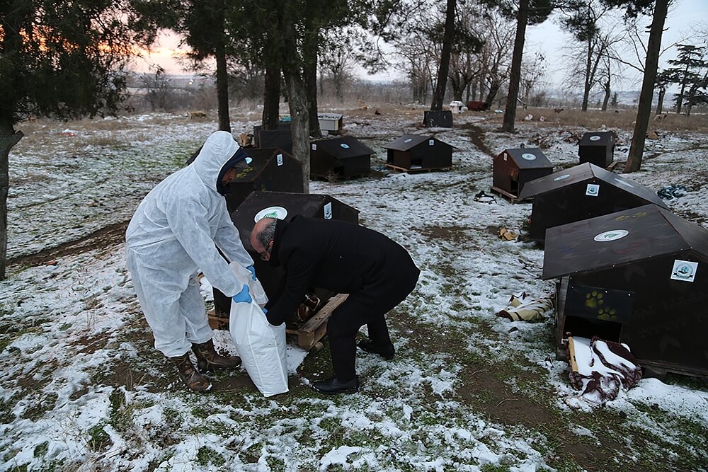 Edirne Belediyesinden Sokak Hayvanlarına Mama Desteği