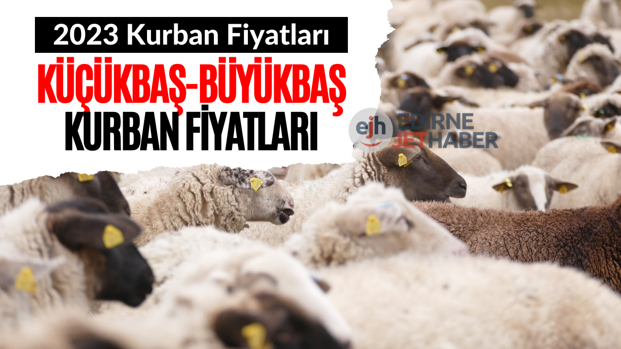 Küçükbaş ve Büyükbaş Kurbanlık Fiyatları! Kurban Fiyatları 2023