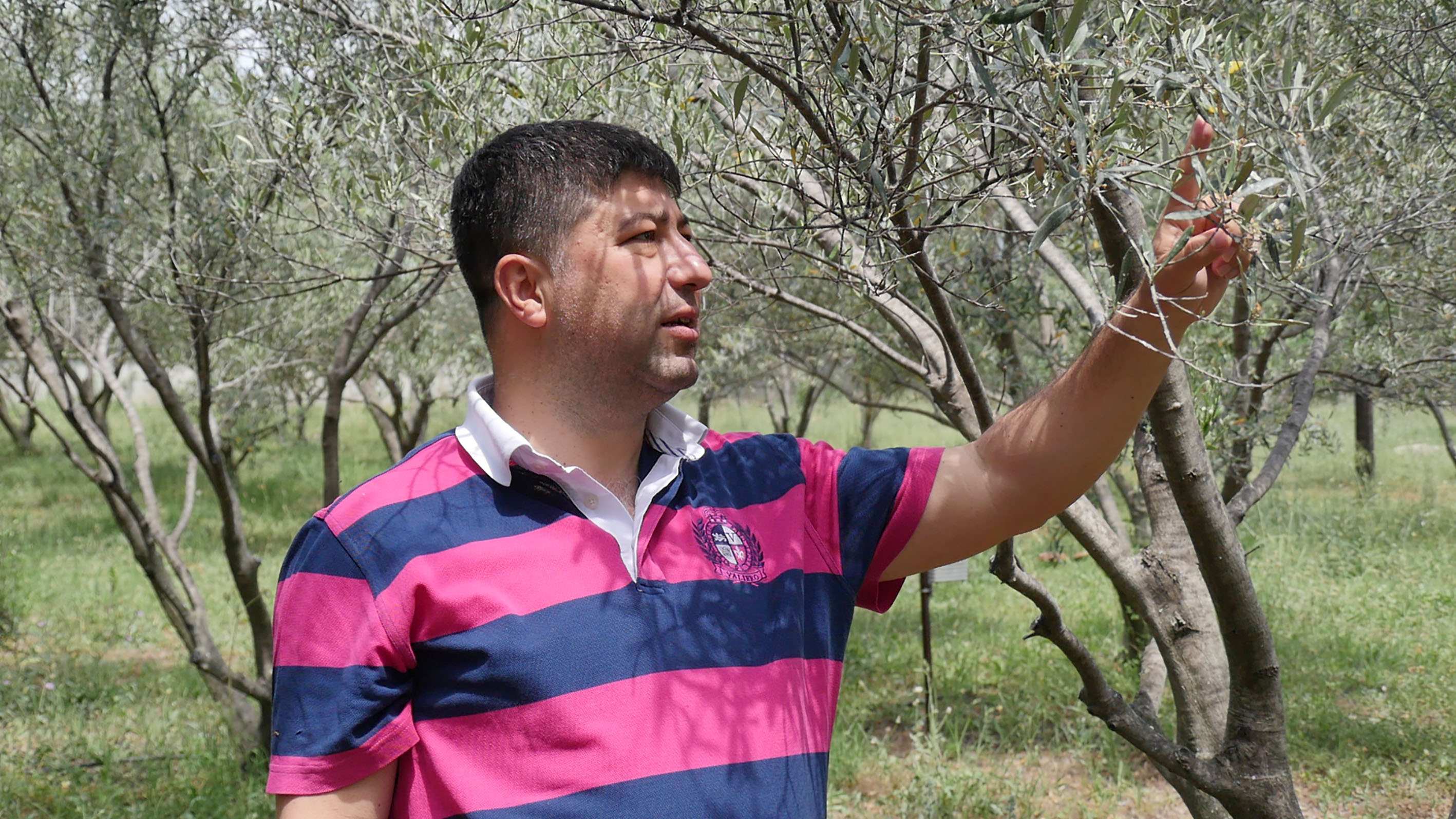 Zeytinciler Dikkat! Halkalı Leke Hastalığı Uyarısı Yapıldı