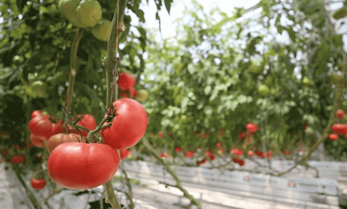 Kırklareli'nde Jeotermalle Üretilen Domatesin İhracatı Başladı