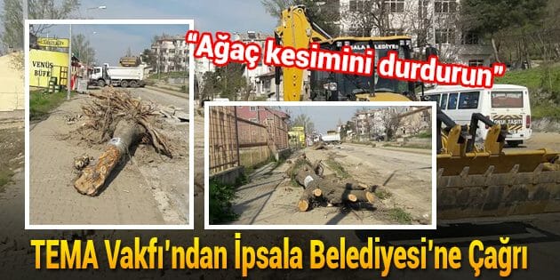 TEMA Vakfı'ndan İpsala Belediyesi'ne Çağrı: Ağaç Kesimini Durdurun