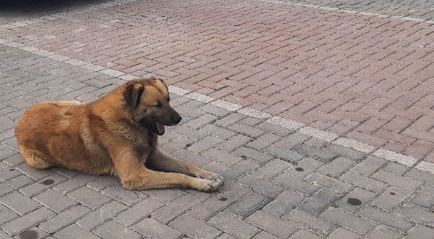 Köpeklerden Kaçmak İçin Yüksekten Atlayan Gencin Tedavisi Sürüyor