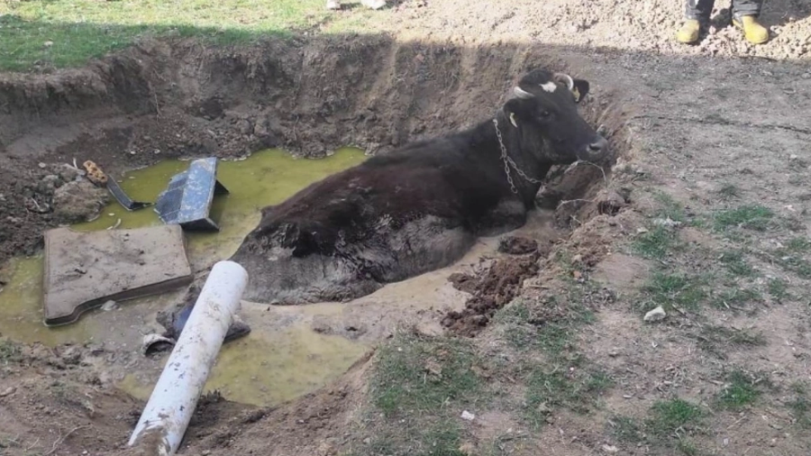 Tekirdağ'da Bir İnek Çukura Düştü