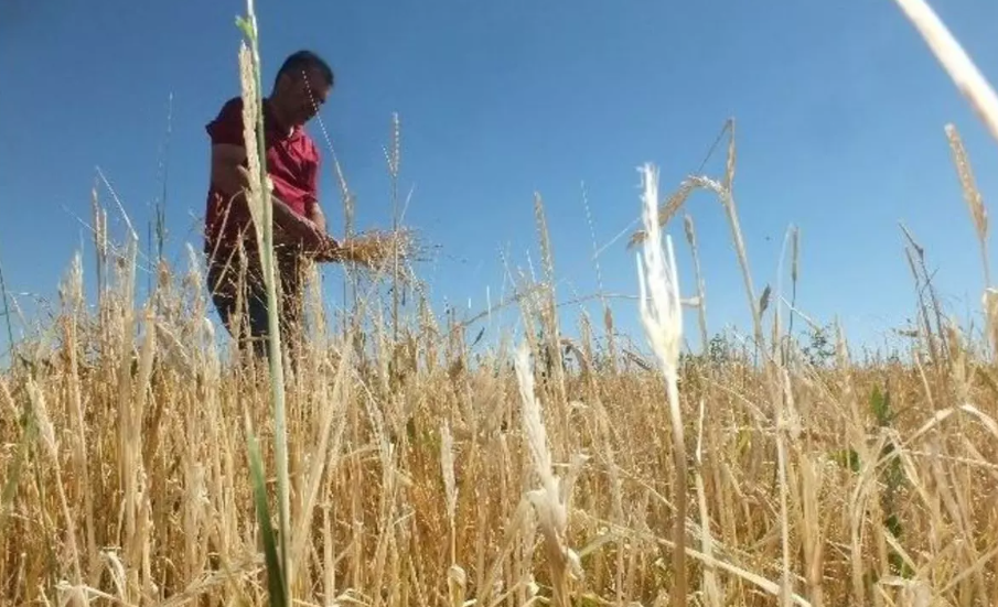 Edirne'de Dolu Ve Sağanak Tarım Arazilerine Zarar Verdi