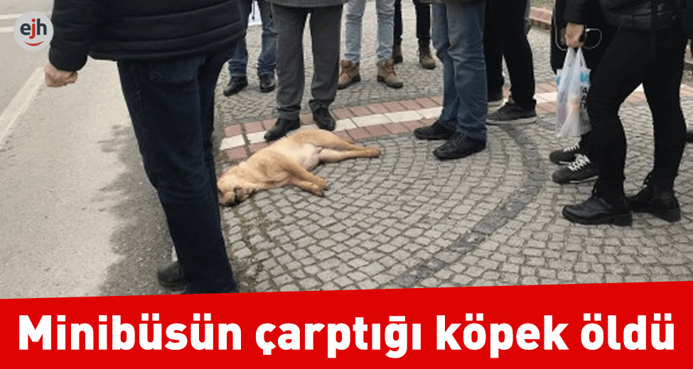 Minibüsün Çarptığı Köpek Öldü