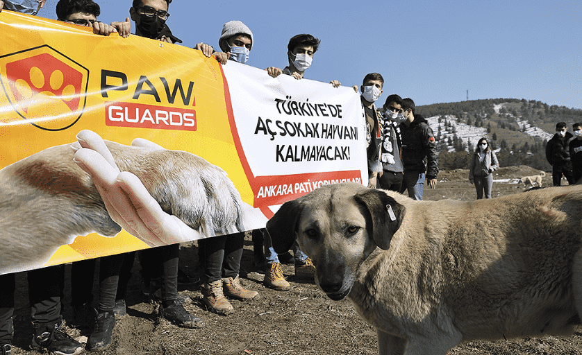 Pati Koruyucuları Üyesi Gözaltına Alındı