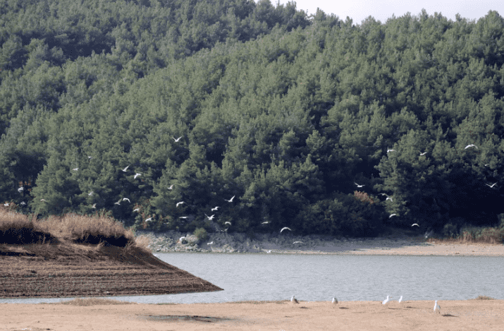 Edirne'de Ormanlara Giriş Yasaklandı