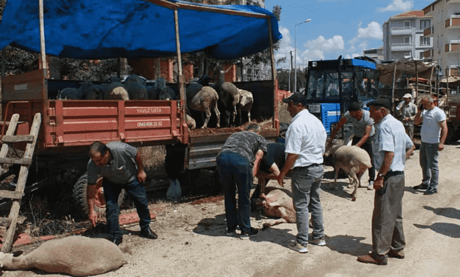 Trakya'daki Hayvan Pazarlarında Hareketlilik Devam Ediyor