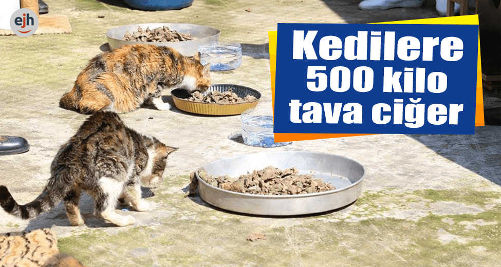 Kedilere 500 Kilo Tava Ciğer