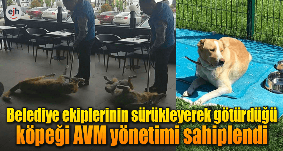 Belediye Ekiplerinin Sürükleyerek Götürdüğü Köpeği AVM Yönetimi Sahiplendi