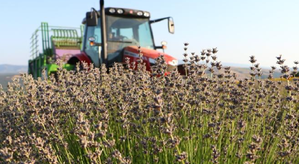 Tekirdağ'da Lavanta Tarlalarında Hasat Başladı