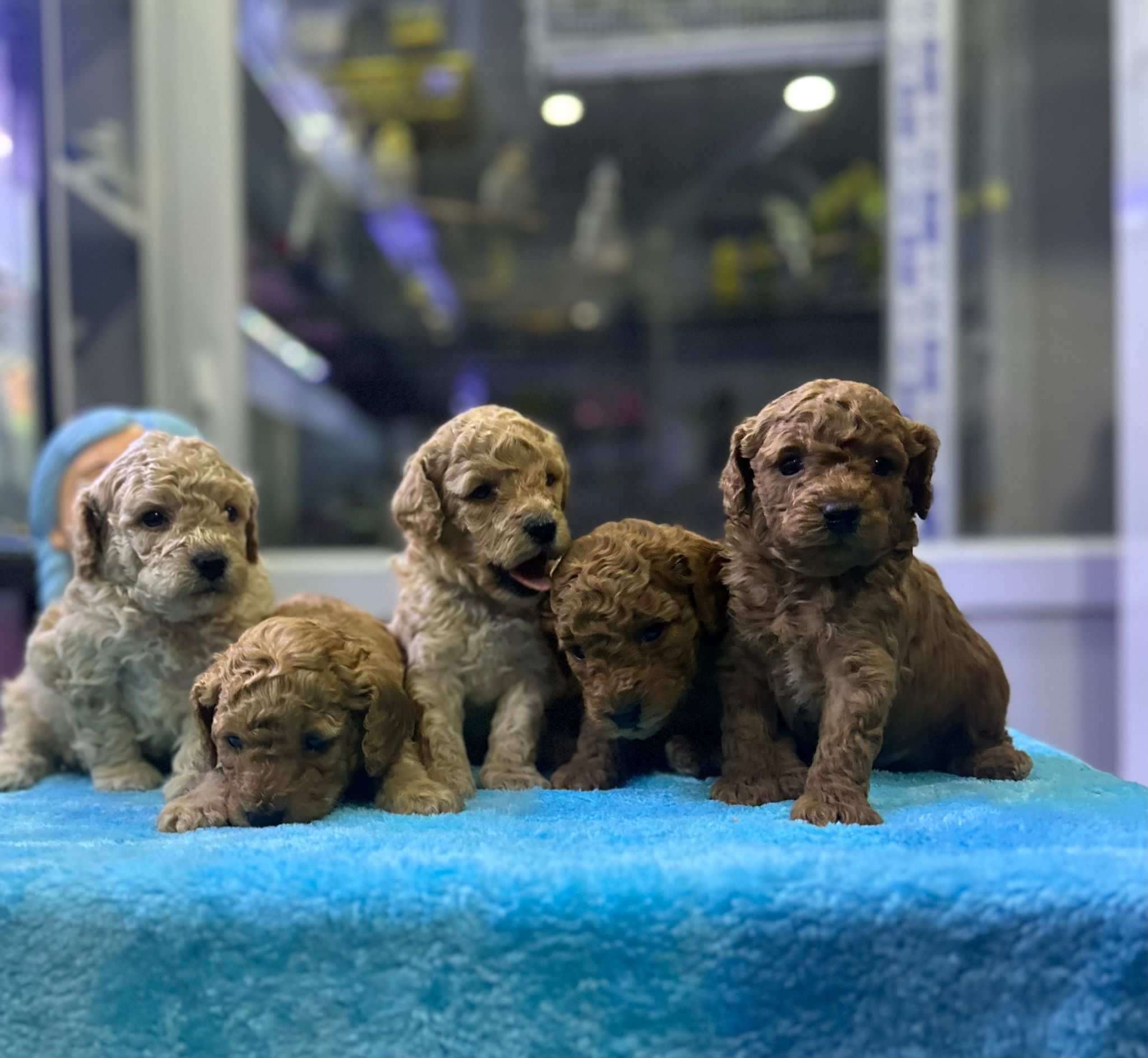 Kahverengi Kıvırcık Süs Köpeği Toy Poodle Hakkında Bilinmesi Gerekenler