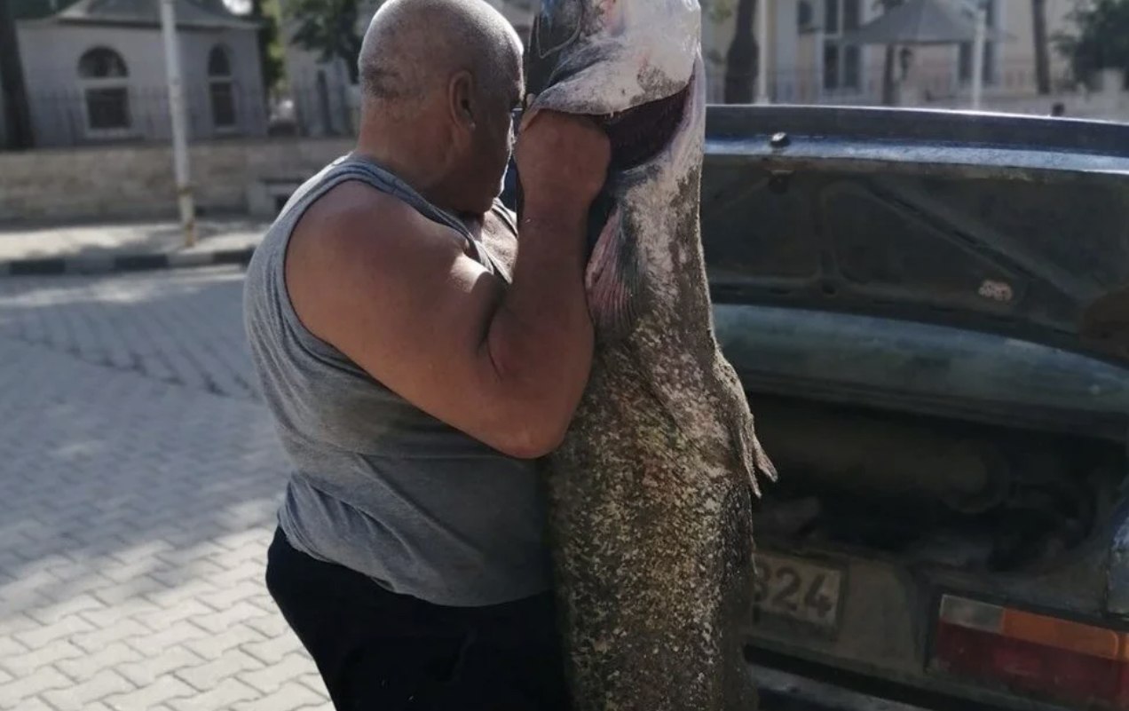 Meriç Nehri'nde Yaklaşık 2 Metrelik Yayın Balığı Yakalandı