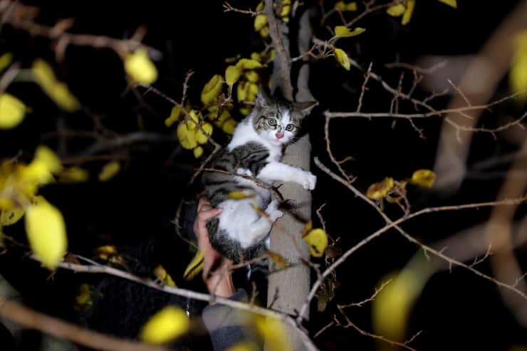 Edirne'de Bir Kedi Beşinci Katta Mahsur Kaldı