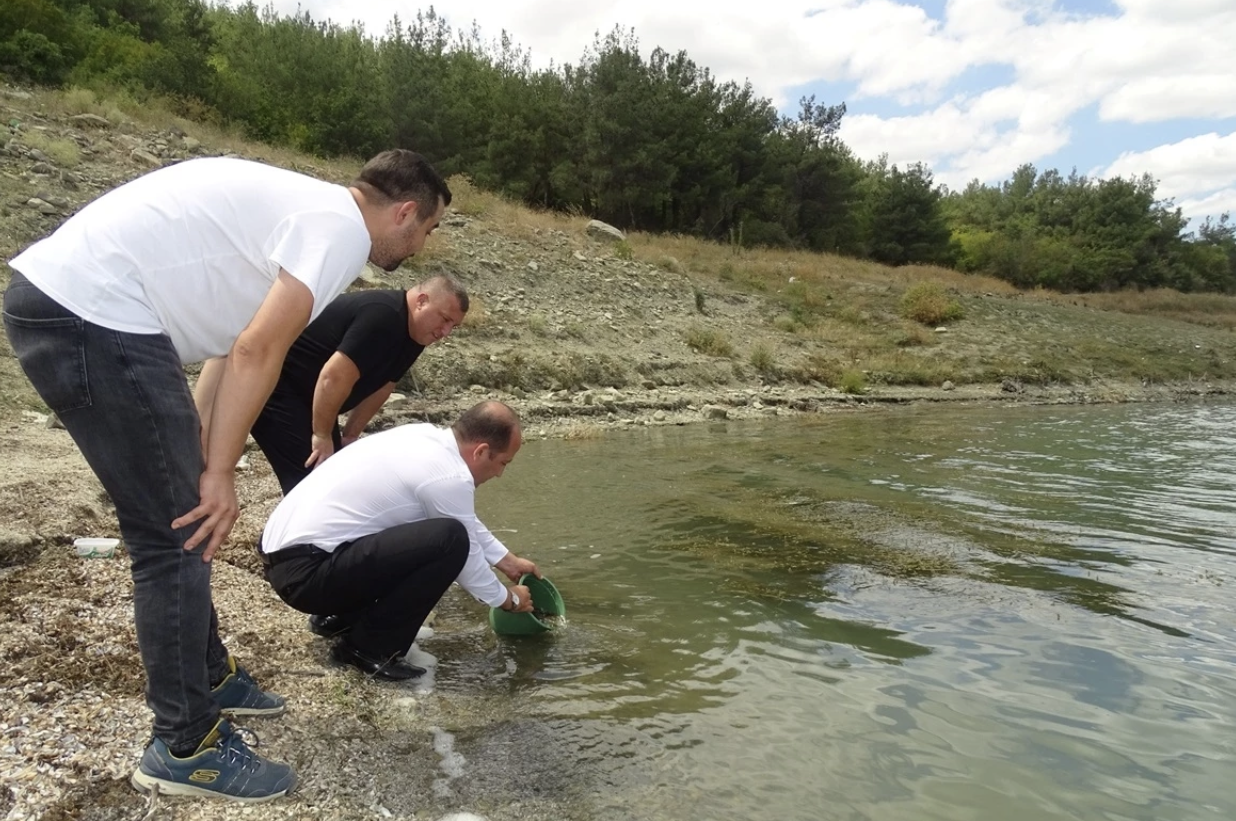 Tekirdağ'daki Göletlere 492 Bin Sazan Bırakıldı