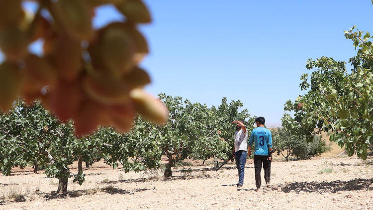 Günlüğü 1000 TL Olan Yeni Sektör Oluştu