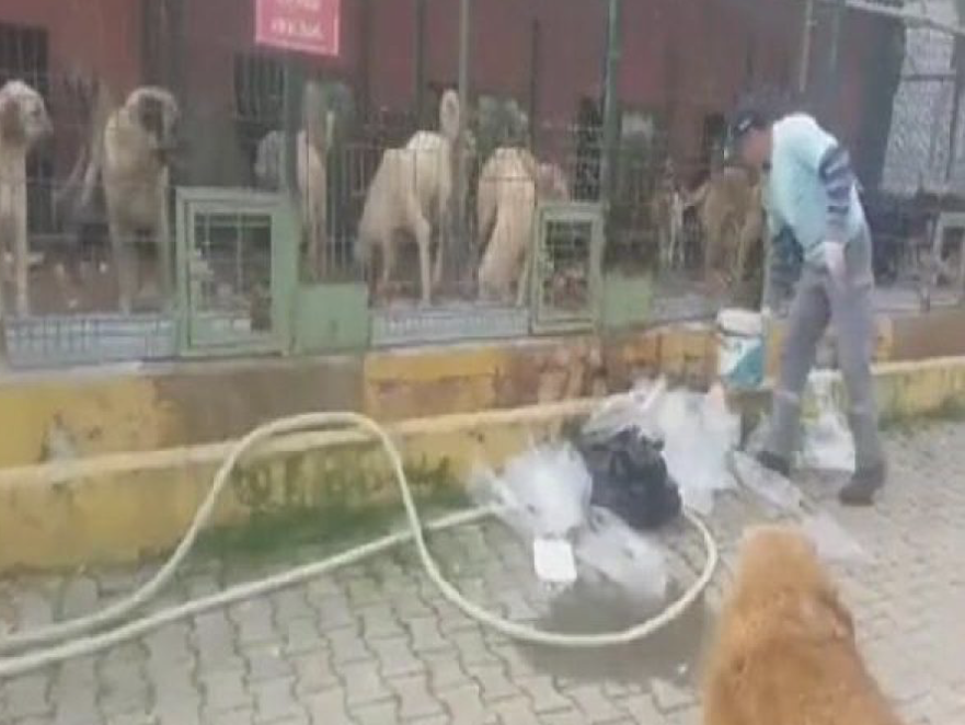 Belediyenin Barınak Görevlisinin Köpeklere Ateş Etmesine İlişkin Açıklama