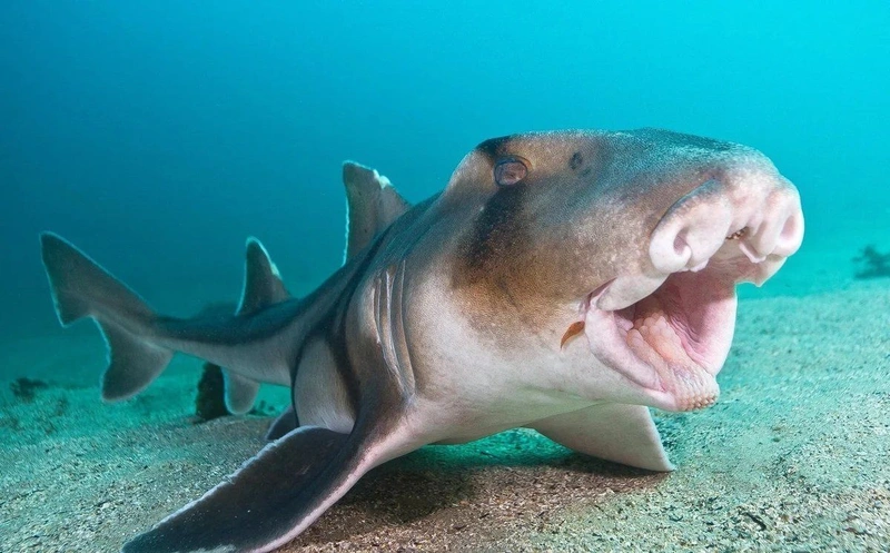 İnsan Azı Dişlerine Sahip Köpek Balığı Keşfedildi