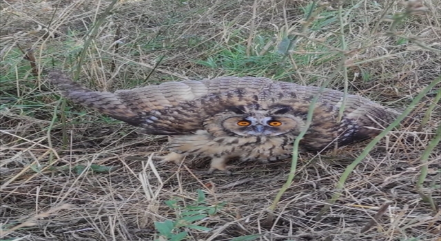 Tekirdağ'da Yaralı Baykuş Tedavi Altına Alındı