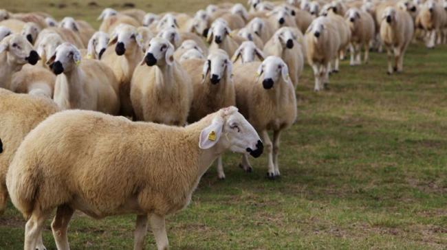 Kırklareli'ndeki Besicilere Tazminat Duyurusu! Ödemeler Hesaplara Yatırıldı