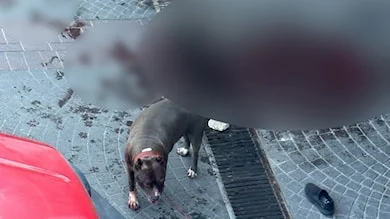 Pitbull'un Saldırısına Uğrayan Kişi Yaralandı